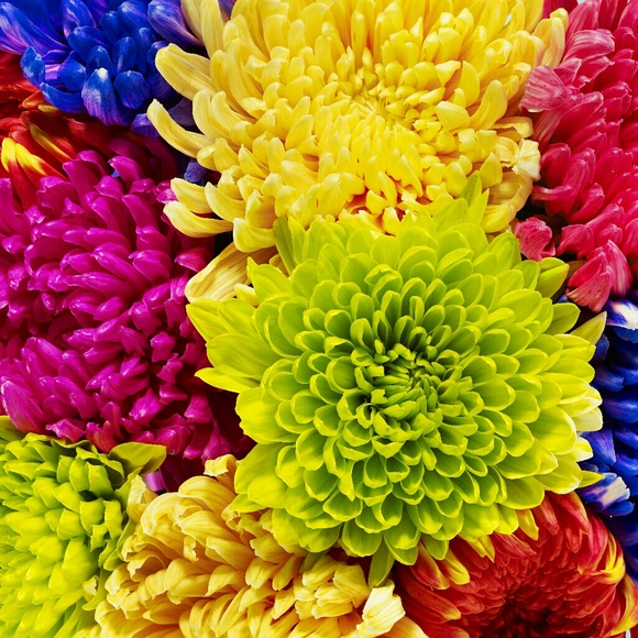 Meet your Posher, Shantal - Picture 1 of 1